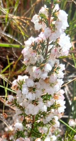 Erica mauritanica white flowers, straight leaves